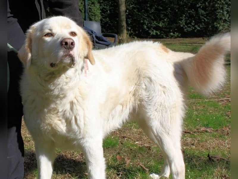 Abele - wenn Kraft und Zeit verloren gehen