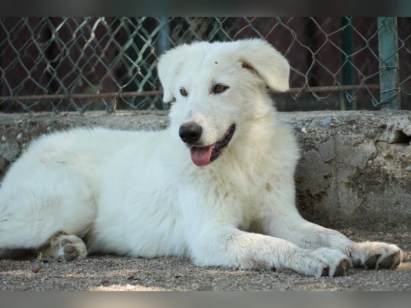 Mona - Ruhe, Würde und ein großes Herz