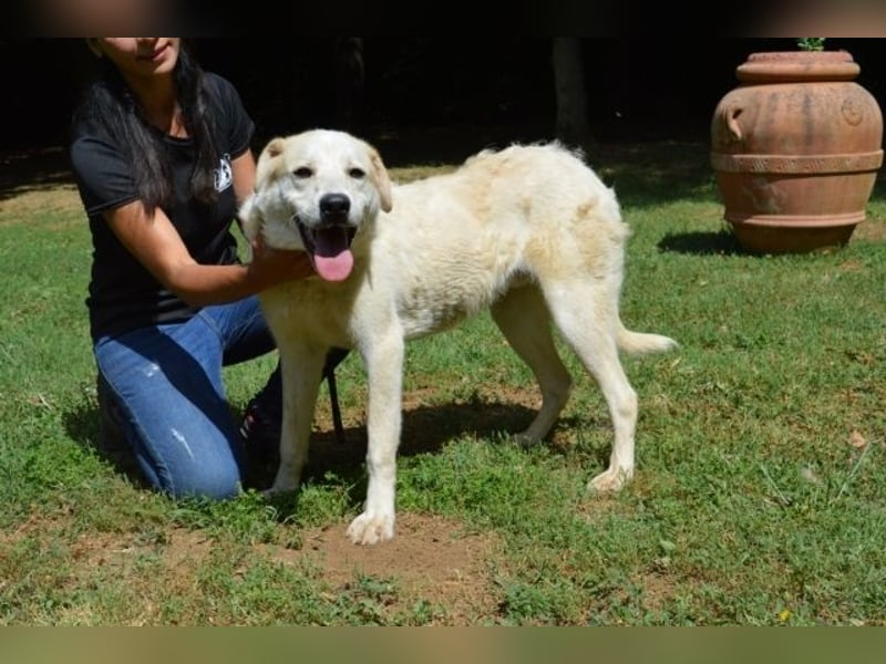 Neeko - Traumhund sucht Traummenschen