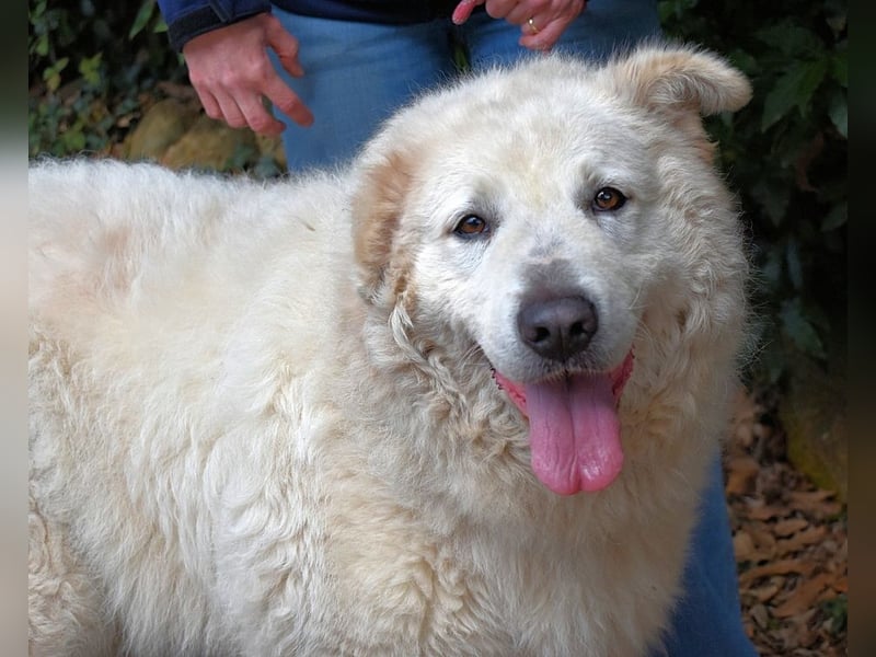 Tallulah - Grandezza auf vier Pfoten!