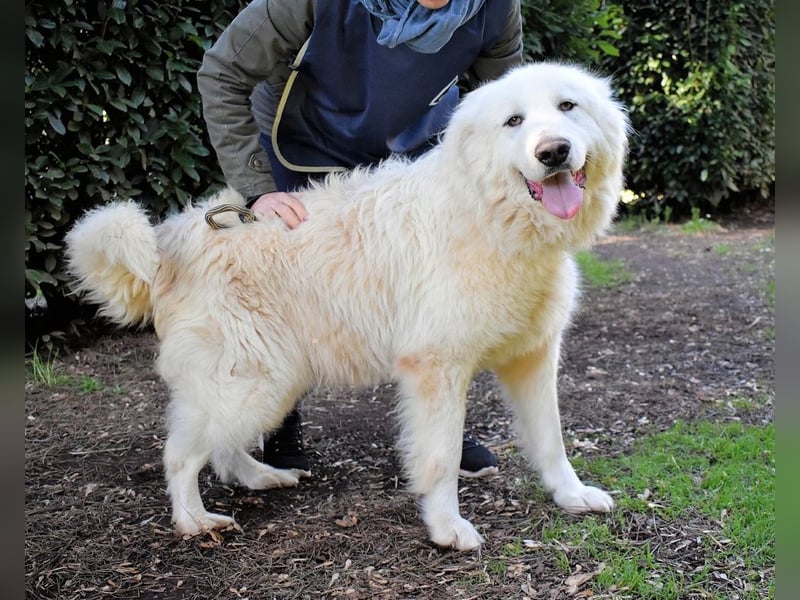 Hadriano - Viel mehr als nur einer unter vielen!