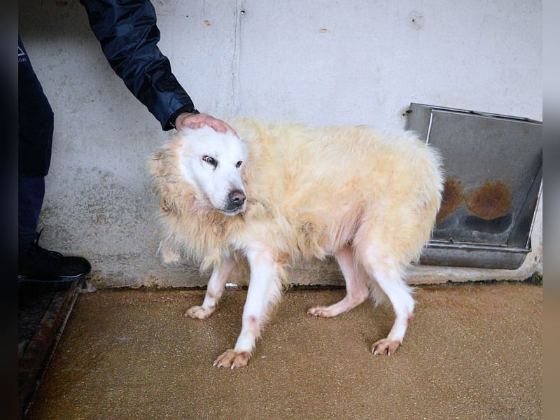 Daigle - "Tauschen Sie den Rest Ihres Zögerns gegen den Rest meines Lebens!"