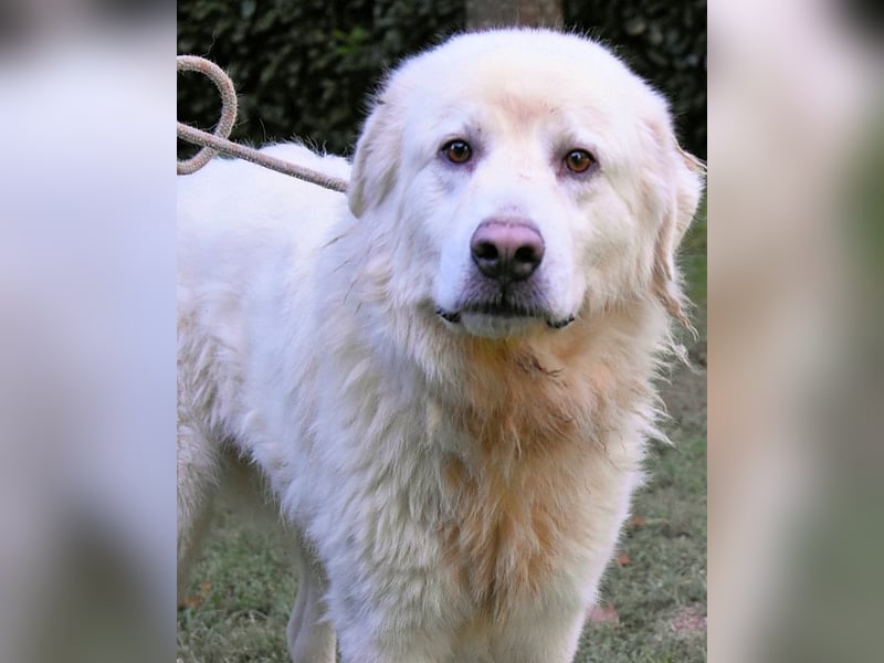 Balvin - kleiner Großer