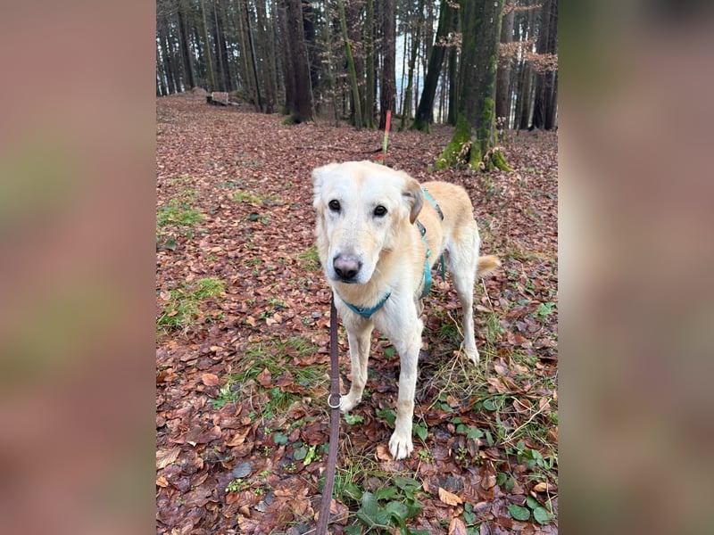 Yannick - SOS- Dringend Pflegestelle oder Zuhause gesucht - verloren zwischen Angst und Bindung