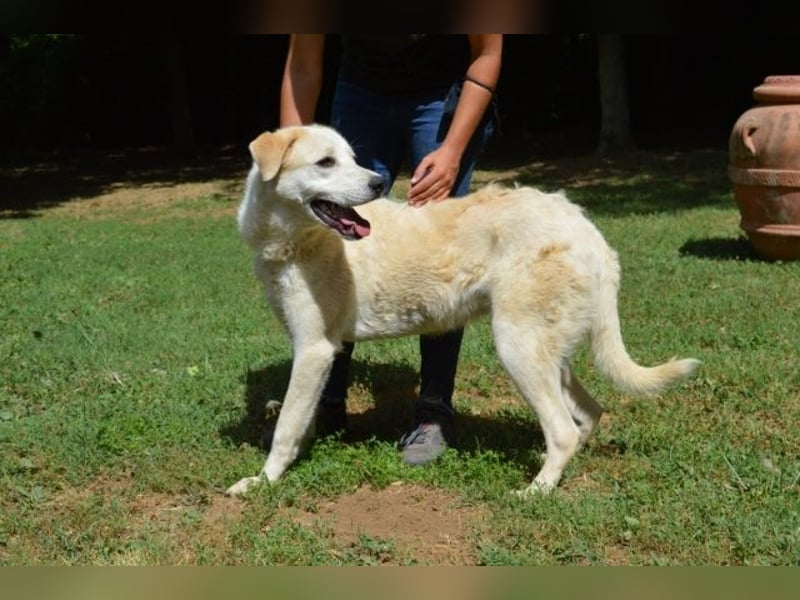 Neeko - Traumhund sucht Traummenschen