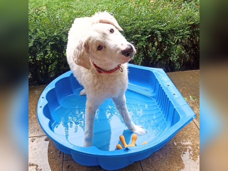 Bullo - Jede Menge tolle Dinge....