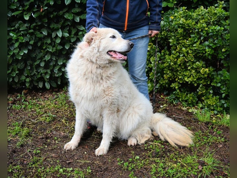 Tallulah - Grandezza auf vier Pfoten!