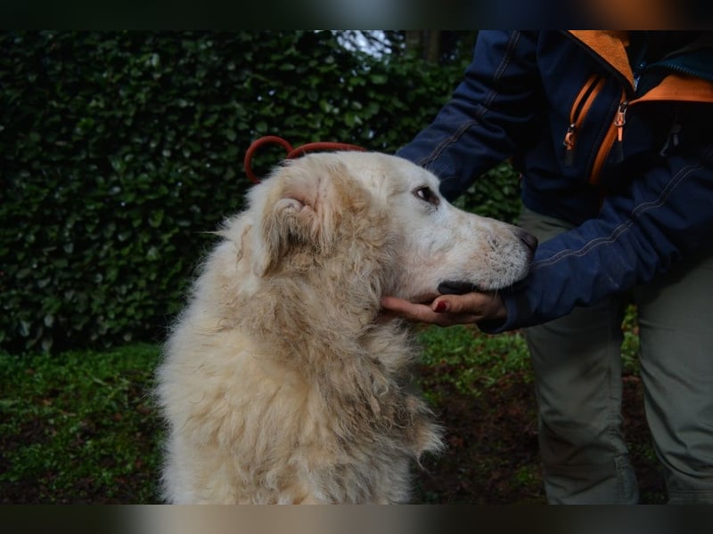 Gherardo - Ein Adler bleibt ein Adler...