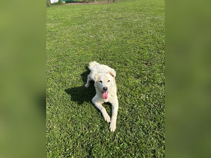 Cornelius - Woher soll er es können?