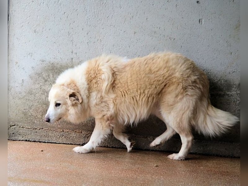 Olivielle- Junge Dame im Bärenmantel