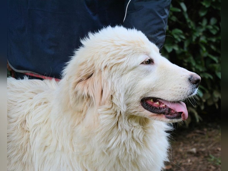 Leofric - Kleiner Löwe hat Großes vor