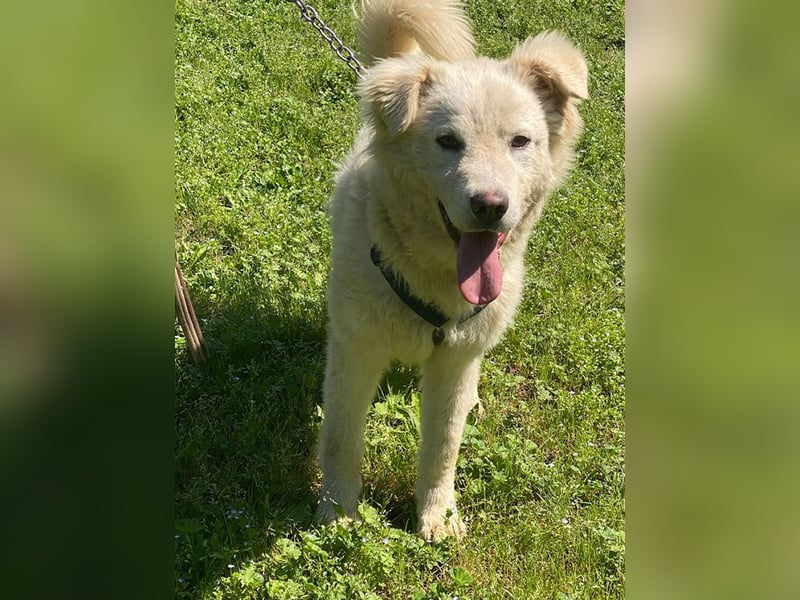 Cornelius - Vom Zurückgelassenen zum Lernwilligen