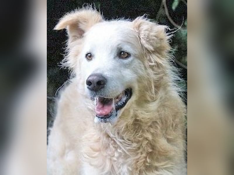 Dominico - Die Stimme des Windes