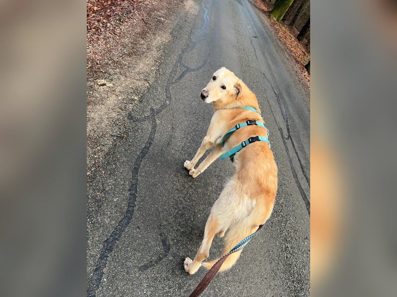 Yannick - SOS- Dringend Pflegestelle oder Zuhause gesucht - verloren zwischen Angst und Bindung