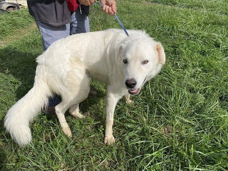 Boss - Wenn ein Name täuscht und ein Herz gewinnt