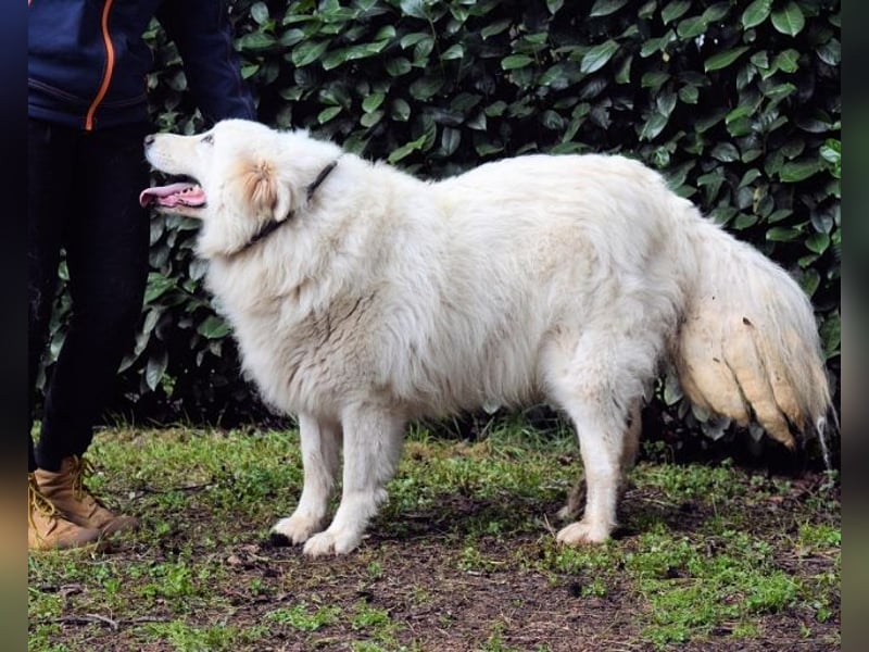 Hadriano - Viel mehr als nur einer unter vielen!