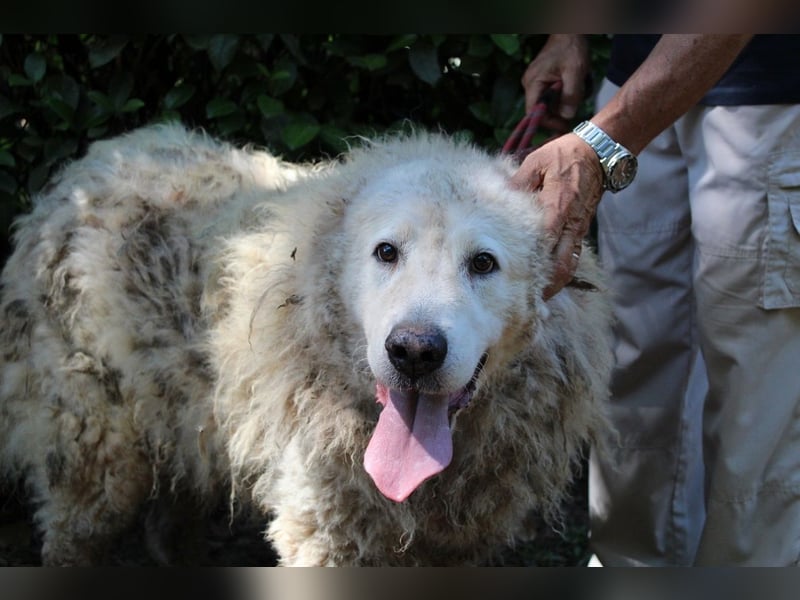 Noak - Alles nur Wunschdenken... ?
