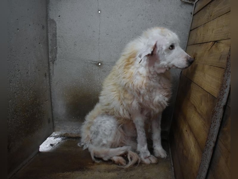 Haigen - SOS - Wenn das Foto zur Anklage wird.