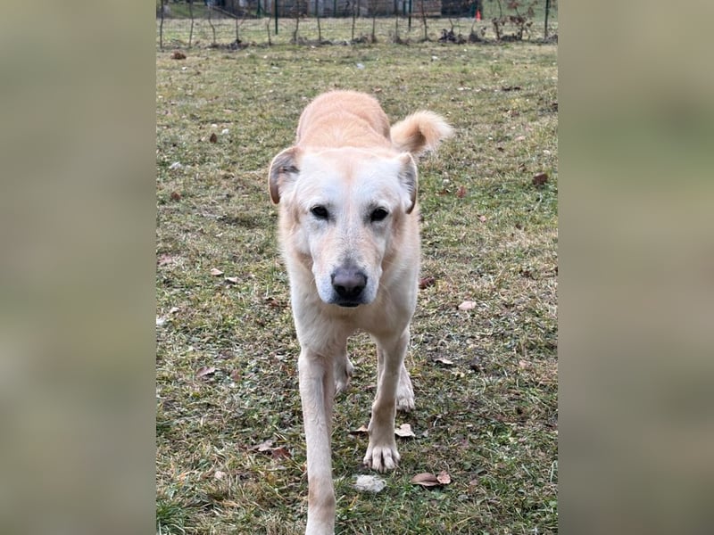 Yannick - SOS- (Dringend Pfflegestelle oder Zuhause gesucht )verloren zwischen Angst und Bindung