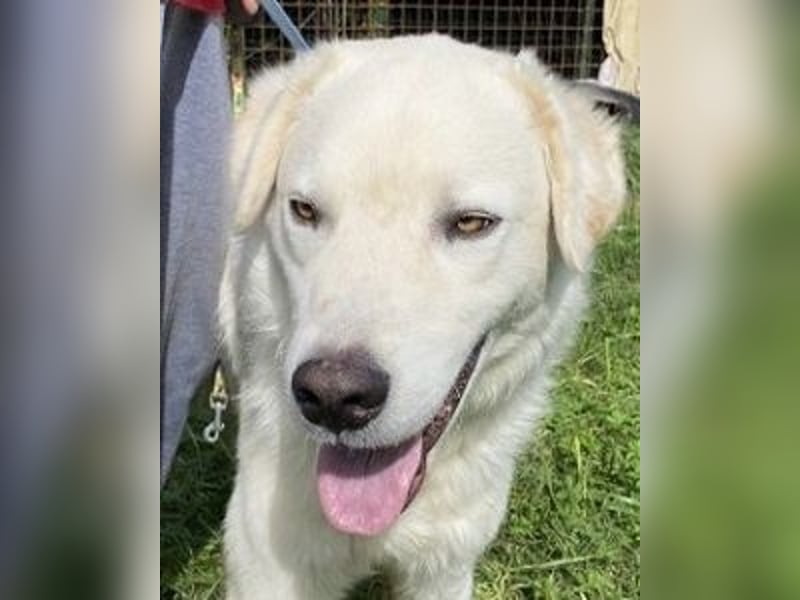 Boss - Wenn ein Name täuscht und ein Herz gewinnt