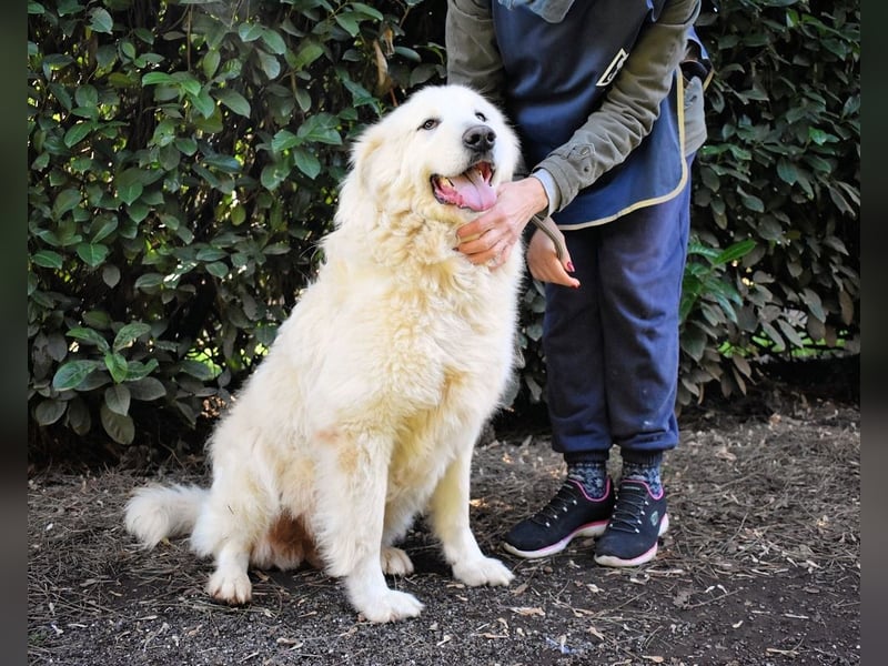 Hadriano - Viel mehr als nur einer unter vielen!