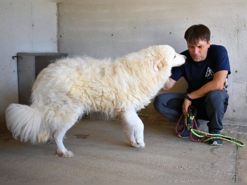 Haigen - Free HAIGEN