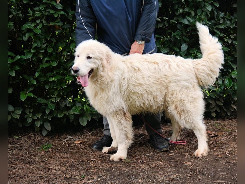 Leofric - Kleiner Löwe hat Großes vor
