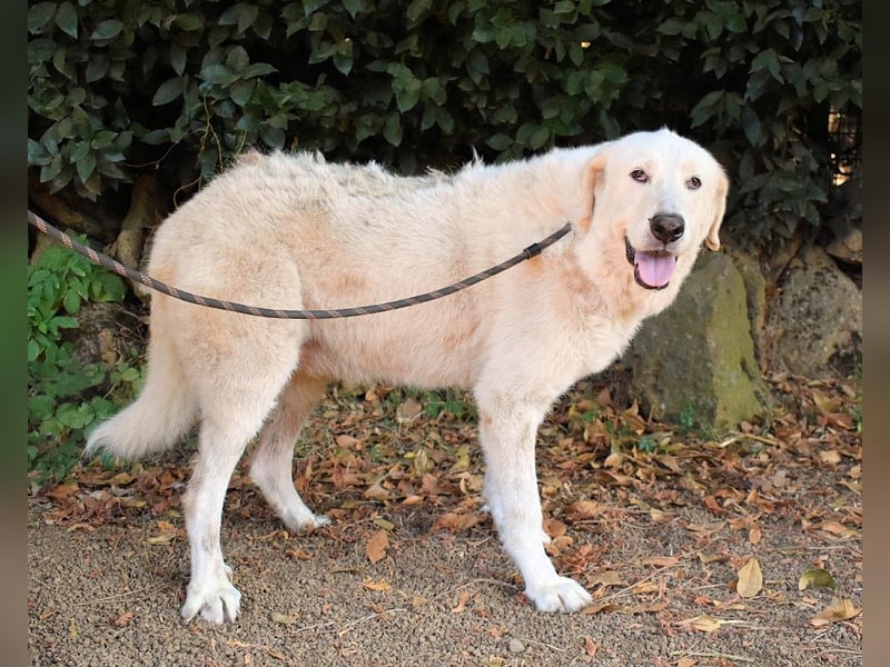 Makeen - es ist die Ohnmacht.....