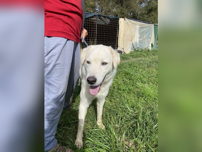 Boss - Wenn ein Name täuscht und ein Herz gewinnt