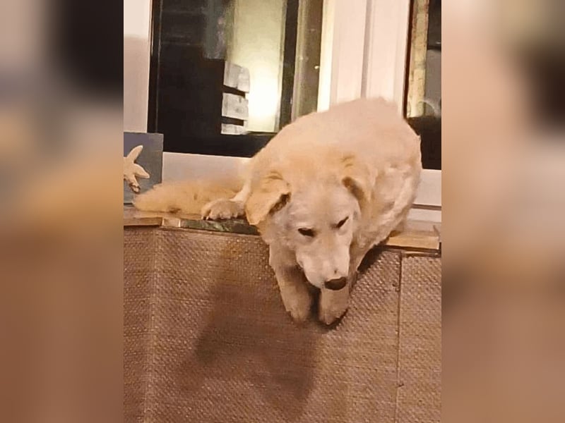 Tonia - eine sanfte Seele mit Flausen im Kopf