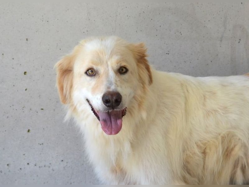 Pratheep - Vom Clan der Fussel - Pfoten