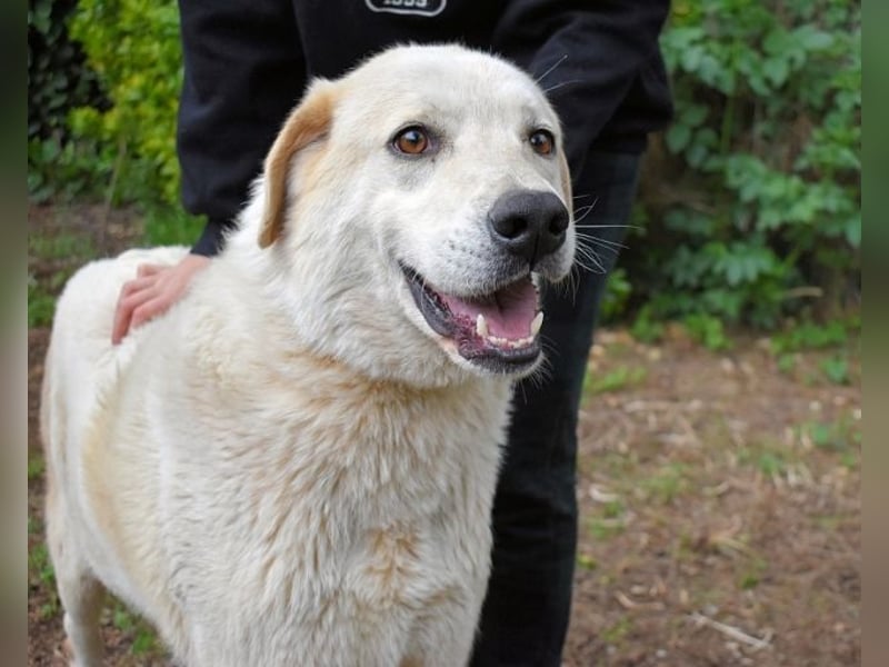 Neeko - Traumhund sucht Traummenschen