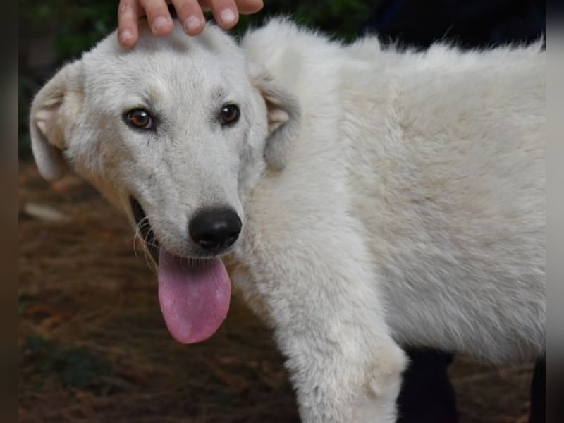 Damarius - niemals ist eine schrecklich lange Zeit