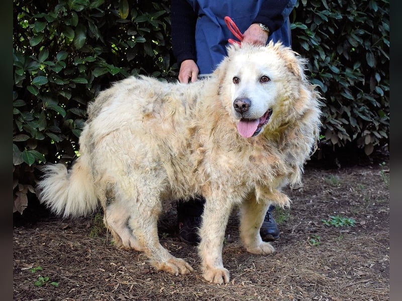 Noak - Alles nur Wunschdenken... ?