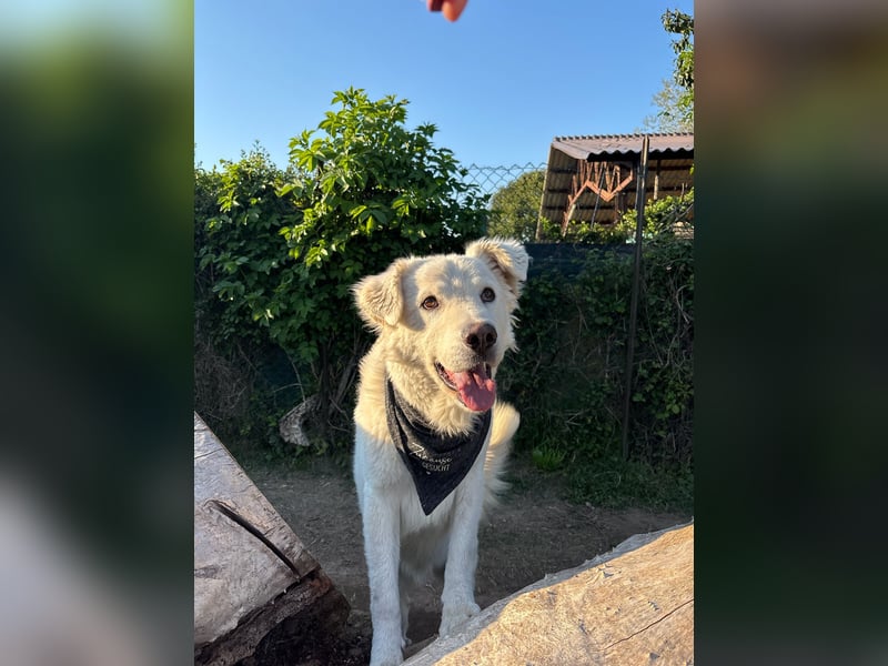 Cornelius - Woher soll er es können?