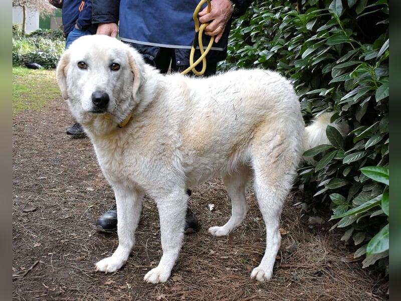 Damarius - niemals ist eine schrecklich lange Zeit