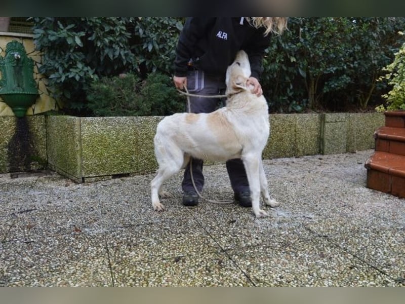 Neeko - Traumhund sucht Traummenschen