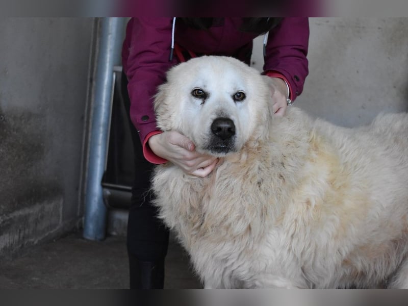 Daigle - "Tauschen Sie den Rest Ihres Zögerns gegen den Rest meines Lebens!"