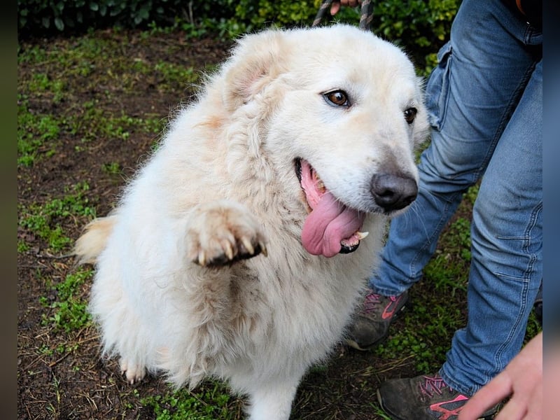 Tallulah - Grandezza auf vier Pfoten!