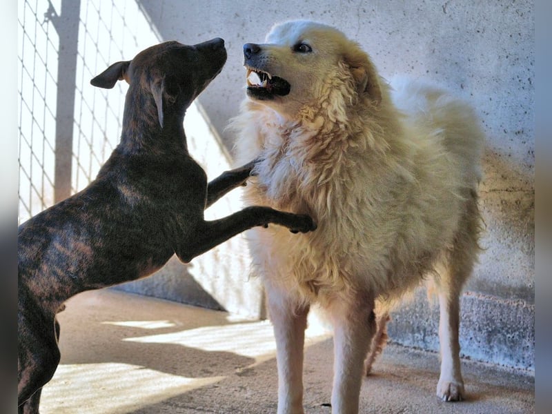 Albertone - Alles, alles Gute!!!