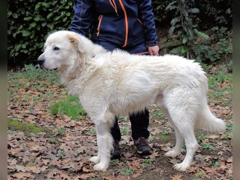 Apolonio - möchte für seine Menschen ein Fels in der Brandung sein