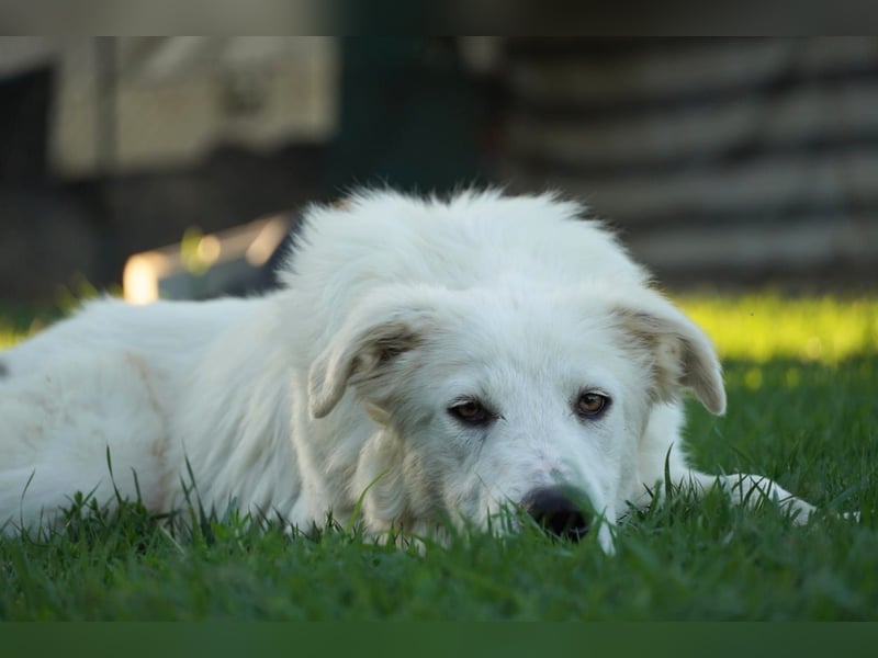 Mulan - eine weiße Herzensbrecherin und ihre drei Schwestern