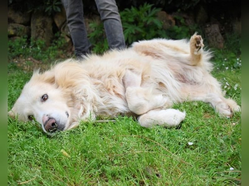 Marble -NOTFALL -  Die Geschichte vom geprügelten Hund