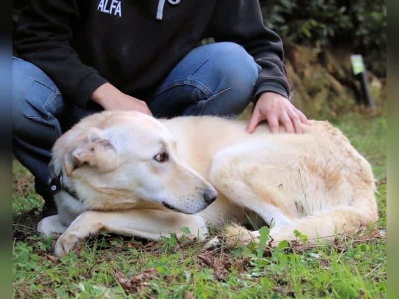 Yannick - SOS- Dringend Pflegestelle oder Zuhause gesucht - verloren zwischen Angst und Bindung