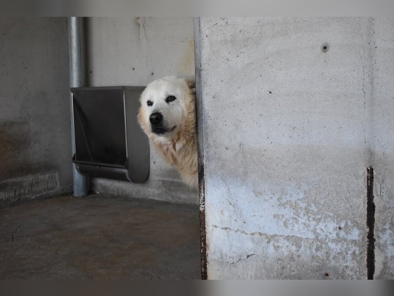 Daigle - "Tauschen Sie den Rest Ihres Zögerns gegen den Rest meines Lebens!"