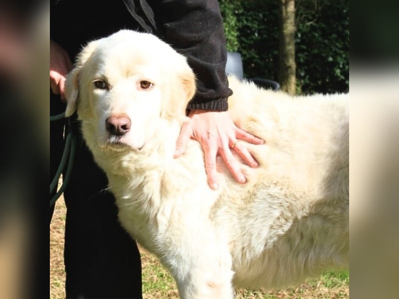 Abele - wenn Kraft und Zeit verloren gehen