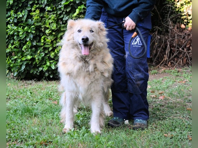 Dominico - Die Stimme des Windes