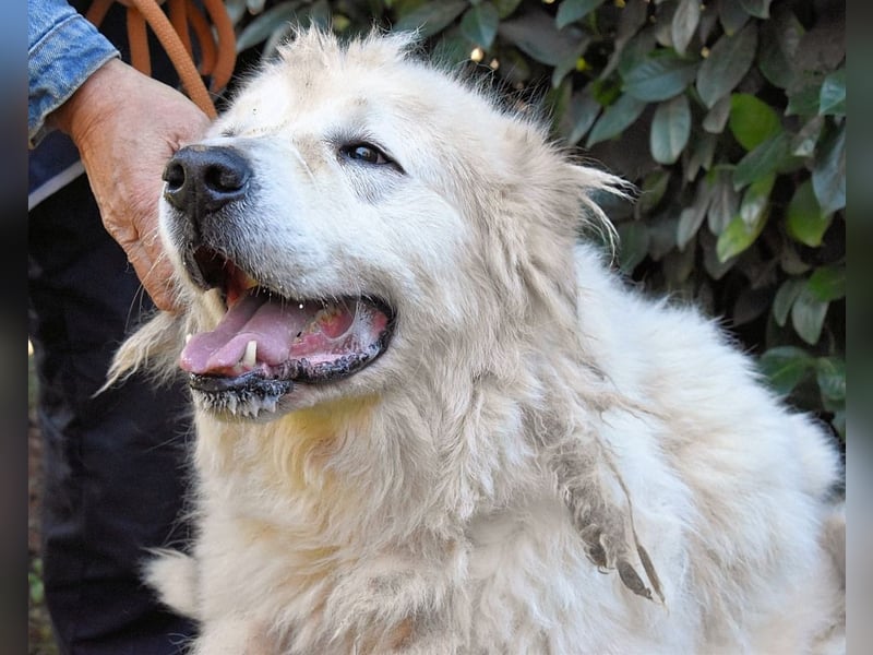 Apolonio - möchte für seine Menschen ein Fels in der Brandung sein