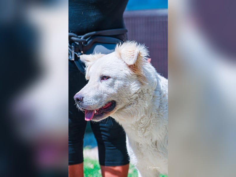 Cornelius - ein junger Rüde mir Herz, Köpfchen und Tatendrang