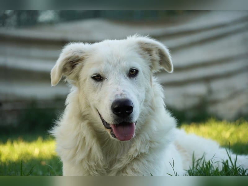 Mulan - eine weiße Herzensbrecherin und ihre drei Schwestern